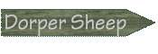 Dorper Sheep